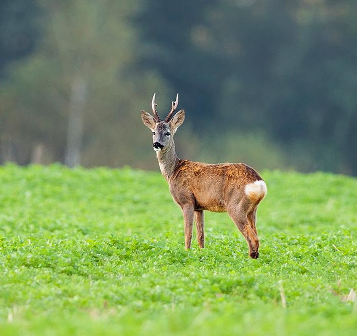 SDM Tester Klub Update